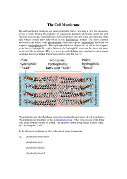 The Cell Membrane