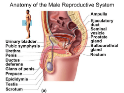 Anatomy of the Male Reproductive System