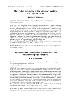 Non-radial symmetry of the transport system of Acropora corals