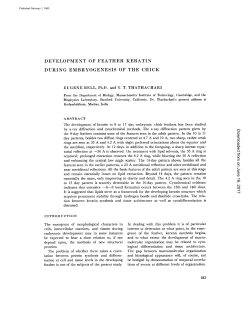 DEVELOPMENT OF FEATHER KERATIN DURING