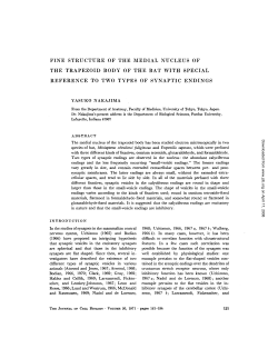 fine structure of the medial nucleus of the trapezoid body of the bat