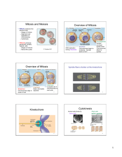 Mitosis and Meiosis Overview of Mitosis Overview of Mitosis