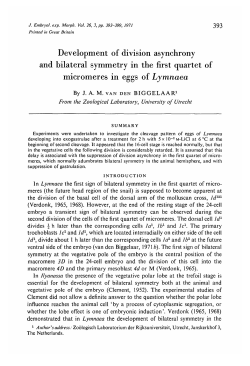 Development of division asynchrony and bilateral symmetry in the