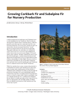Growing Corkbark Fir and Subalpine Fir for Nursery Production