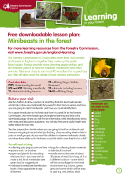 Minibeasts In The forest