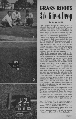 Grass Roots 3 to 6 Feet Deep