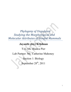 Phylogeny of Ungulates: Studying the Morphological and Molecular