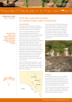 river red gum woodlands of watercourses and floodplains fact sheet