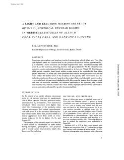 a light and electron microscope study of small, spherical nuclear