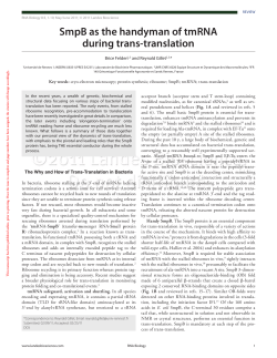 SmpB as the handyman of tmRNA during trans