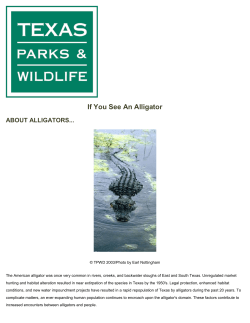 If You See An Alligator - Kingwood Service Association