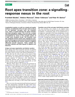 Root apex transition zone