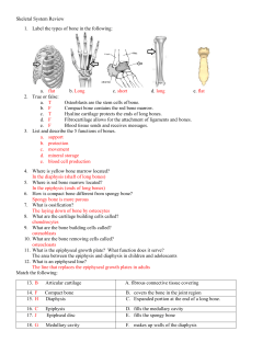 Skeletal System Review 1. Label the types of bone in the following