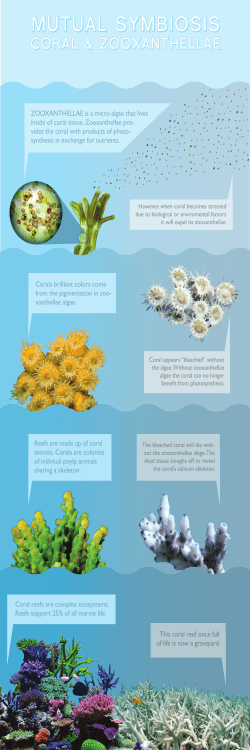 Corals brilliant colors come from the pigmentation in zoo