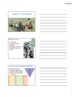 Chapter 7: The Primates