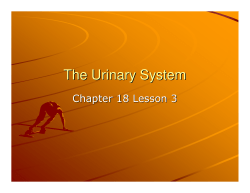 The Urinary System