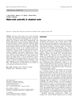 Alpha-male paternity in elephant seals