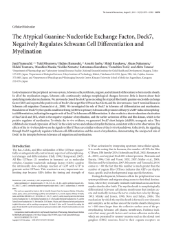 The Atypical Guanine-Nucleotide Exchange Factor, Dock7