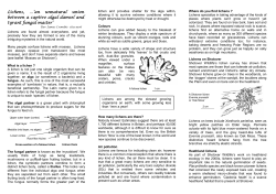 Lichens - Shotover Wildlife