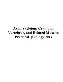 Axial Skeleton: Cranium, Vertebrae, and Related Muscles