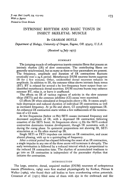 intrinsic rhythm and basic tonus in insect skeletal muscle