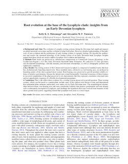 Root evolution at the base of the lycophyte clade