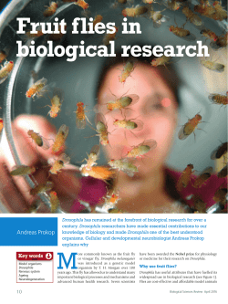 Fruit flies in biological research