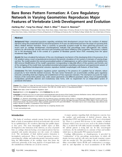 Bare Bones Pattern Formation: A Core Regulatory Network in