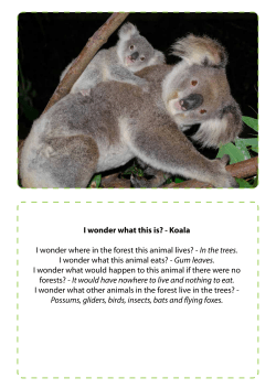 Forest flashcards