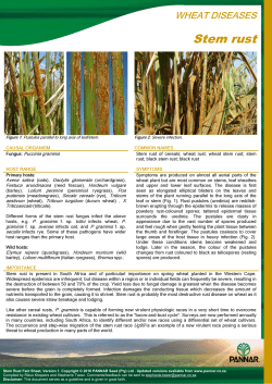 Stem rust - Pannar Seed