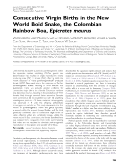 Consecutive Virgin Births in the New World Boid Snake, the