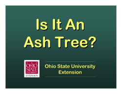 Is It An Ash Tree?