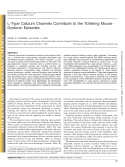 L-Type Calcium Channels Contribute to the Tottering Mouse