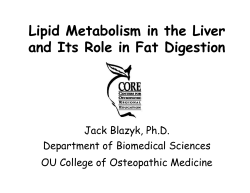 Lipid Metabolism in the Liver and Its Role in Fat Digestion