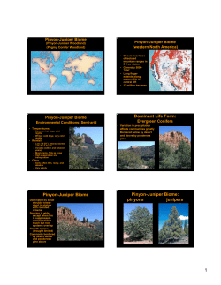 Pinyon-Juniper Biome Pinyon