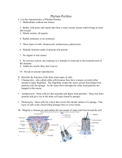Phylum Porifera filled out study guide