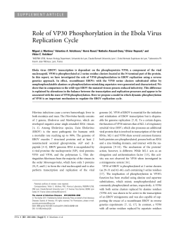 Role of VP30 Phosphorylation in the Ebola Virus Replication Cycle