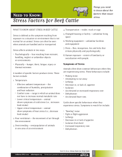Stress Factors for Beef Cattle