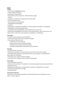 diverse group of eukaryotic organisms mostly unicellular and