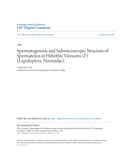 Spermatogenesis and Submicroscopic Structure of Spermatozoa in