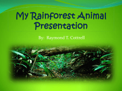 My Rainforest Animal Presentation - sir