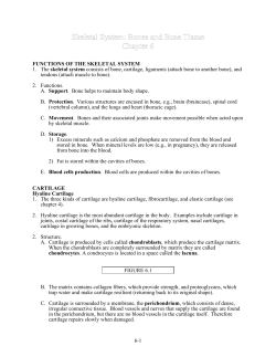 attach bone to another bone