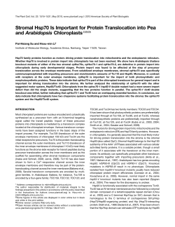 Stromal Hsp70 Is Important for Protein Translocation