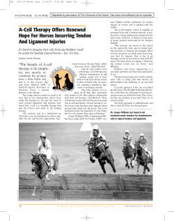 A-Cell Therapy Offers Renewed Hope For Horses Incurring Tendon
