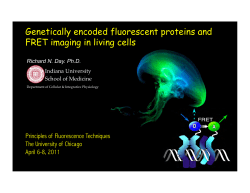 Genetically encoded fluorescent proteins and FRET imaging in