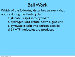 a. glucose is split into pyruvate b. hydrogen ions
