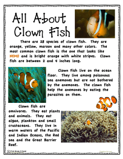 About Clownfish