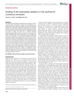 Scaling of the hydrostatic skeleton in the earthworm Lumbricus