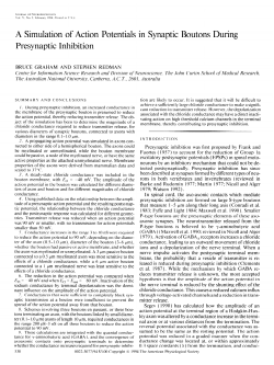 A Simulation of Action Potentials in Synaptic Boutons During