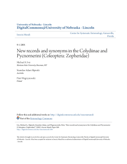 New records and synonyms in the Colydiinae and Pycnornerini